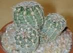 Gymnocalycium_bruchii2.jpg