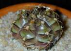 Gymnocalycium_damsii_rotundulum.jpg