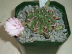 Gymnocalycium_friedrichii4.jpg