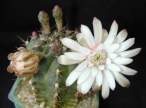 Gymnocalycium_mihanovichii_pirarettaense.jpg