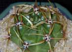 Gymnocalycium_montvillei.jpg