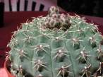 Gynocalycium_quehlianum.jpg