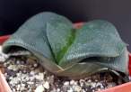 Gasteria_nitida_v_armstrongii.jpg