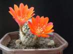 Rebutia_calliantha2.jpg