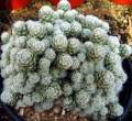 Rebutia_einsteinii_v_gonjianii.jpg