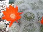 Rebutia_fiebrigii_albipilosa.jpg