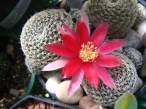 Rebutia_heliosa_v_condorensis.jpg