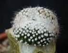 Rebutia_sp01cristata.jpg