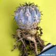 Acanthocalycium glaucum 1.jpg
