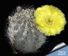 Acanthocalycium glaucum 3.jpg