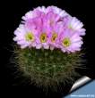 Acanthocalycium violaceum 3.jpg