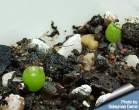 Acantocalicyum thionanthum 01.jpg
