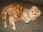 Kitty.jpg