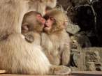 Monkeys.jpg