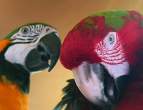 Parrot.jpg