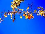 Copy of IMG_4147.jpg