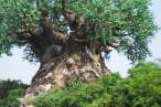 Tree.jpg