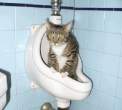 Wet pussy.jpg