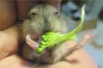hamster-enjoys-Broccoli.jpg