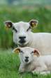 Sheep.jpg