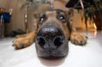 Sniff.jpg