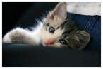 Kitten.jpg