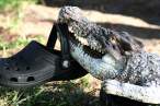 Croc.jpg