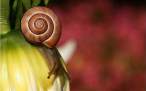 Snail.jpg