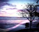 Winter_Tree_wallpaper_by_felipetofani.jpg