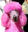 Pink.jpg