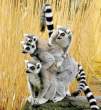 Racoons.jpg