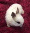 Bunny.jpg