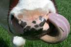 Lick nose.jpg