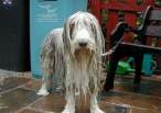 Wet doggy.jpg