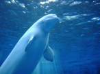 Whale.jpg
