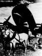 Ju 90 Z-3, KB+LA, WNr. 0002 i konji 2s.jpg