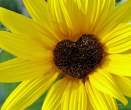 Sunflower.jpg