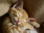Sleeping Kitty.jpg