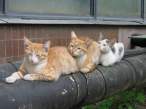 Three Cats.jpg
