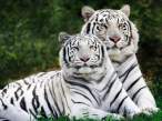 White Tigers.jpg