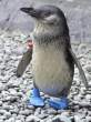 Penguins.jpg