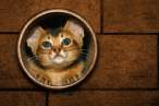 Kitty.jpg