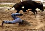 Bull Fight.jpg