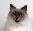 Lick.jpg