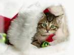 Santa Kitty.jpg