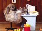 funny-wallpapers-rabbit-at-work.jpg
