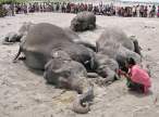 Elephants.jpg