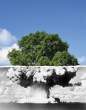 Tree.jpg
