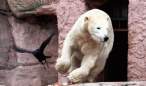 Bear.jpg