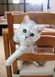 Kitten.jpg